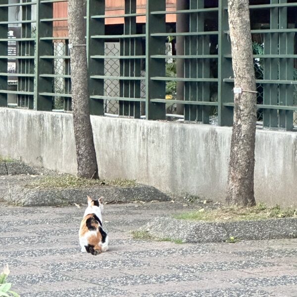 城市教我們怎麼趕，但沒教我們怎麼停
